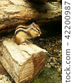 Chipmunks while eating 42200987