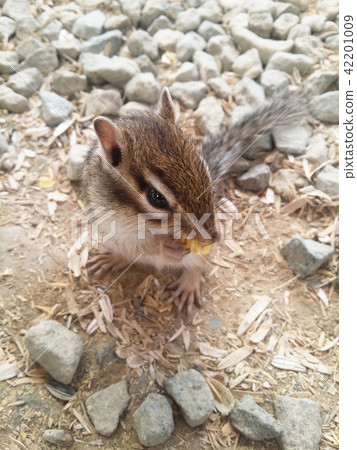 Chipmunks on eating 02 Chipmunks on eating 02 42201009