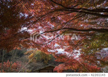 Late autumn Higashiyama Animal and Botanical Garden Late autumn Higashiyama Animal and Botanical Garden 42201143