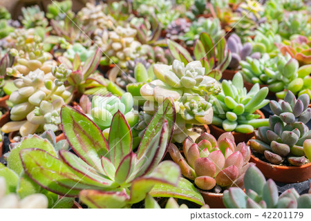 A collection of succulent plant arrangements - various varieties A collection of succulent plant arrangements - various varieties 42201179