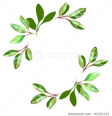 Herbal minimalistic vector frame. Hand drawn plants, branches, leaves on white background. Greenery 42201212