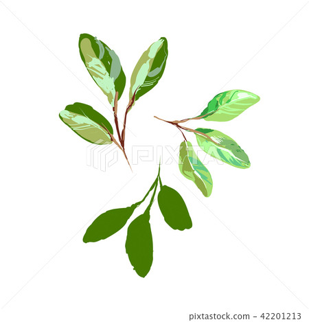 Sketch style Realistic Green Young Leaves isolated on white vector Illustration Sketch style Realistic Green Young Leaves isolated on white vector Illustration 42201213
