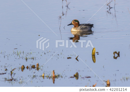 Common teal Common teal 42201214