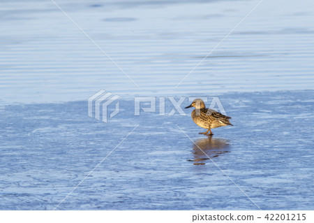 Common teal Common teal 42201215