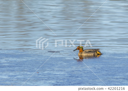 Common teal Common teal 42201216