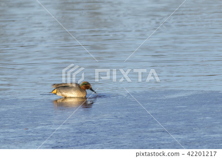 Common teal Common teal 42201217