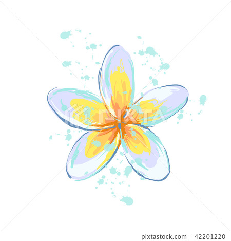 Plumeria flower with splash sketch style hand drawn illustrated element 42201220