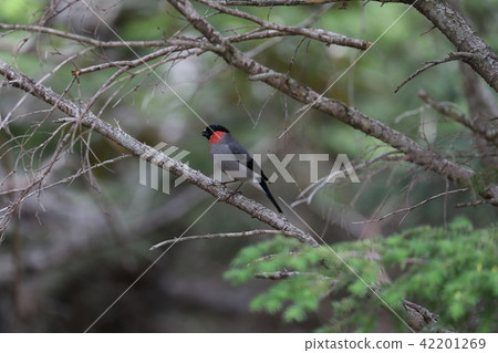 一個謊言男 42201269