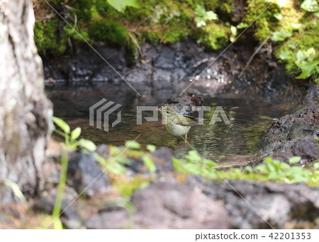 沐浴在一個美食中 42201353