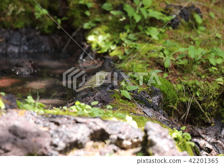 極北柳鶯 極北柳鶯 42201365