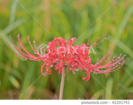 Cluster amaryllis 42201741