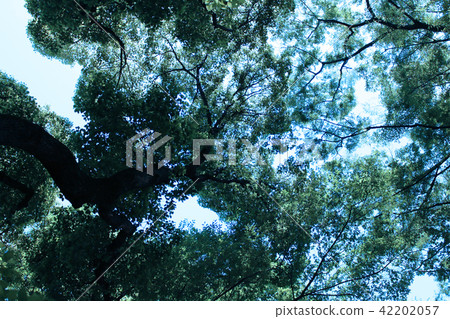 Forest trees Forest trees 42202057