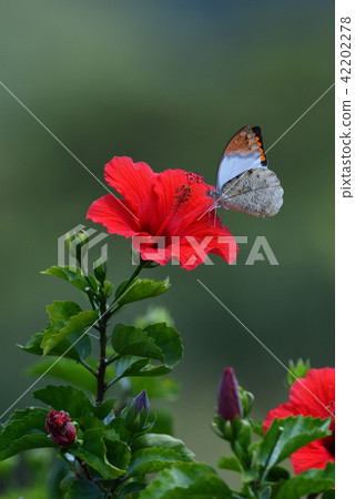 Tsumabu-niba ② (Kagoshima Prefecture) 42202278