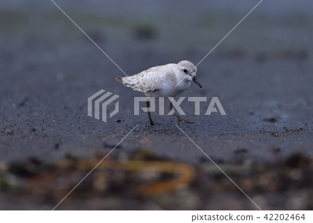 白色tounen①(鹿兒島縣) 白色tounen①(鹿兒島縣) 42202464