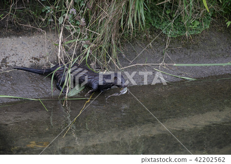 貂皮生態圖片1 42202562