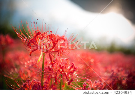 Cluster amaryllis 42204984