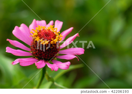 Abstract beautiful pollen texture of a pink zinnia 42206193
