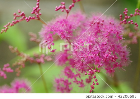 Flowers of Kyoganoko (Kyogako) Flowers of Kyoganoko (Kyogako) 42206693