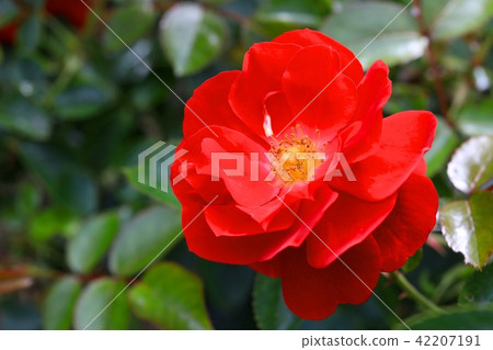 Minor Fair (Shrub Rose) 42207191