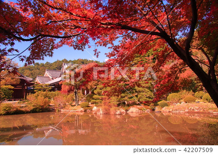 Hokon Temple (Ukyo Ward, Kyoto City) Autumn leaves in the garden 42207509