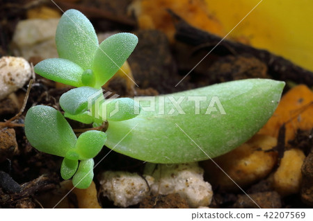 多汁植物葉插入 42207569