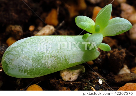 多汁植物葉插入 42207570