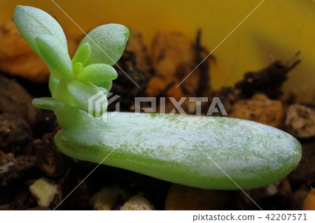 Succulent plants leaf insertion 42207571