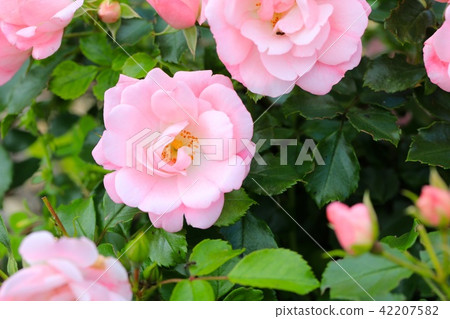 花地毯蘋果花 42207582
