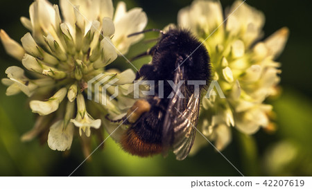 A bee on a clover flower A bee on a clover flower 42207619