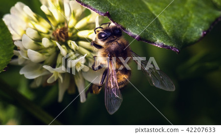 A bee on a clover flower A bee on a clover flower 42207633