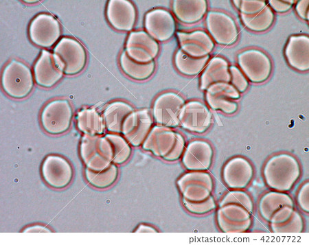 人的紅細胞顯微照片 42207722