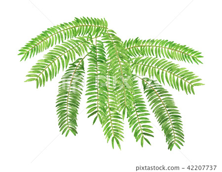 Sleeping wood 42207737