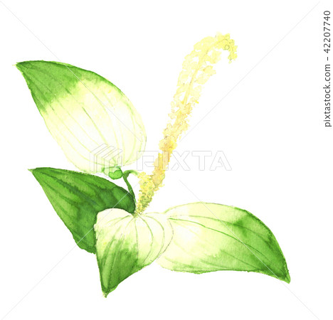 Watercolor: Saururus chinensis half-summer white background 42207740