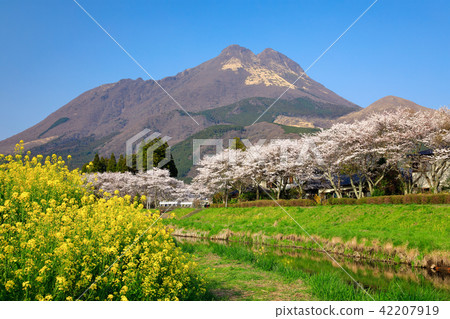Spring Yufuin cherry blossoms and Yufu and rape blossoms 42207919