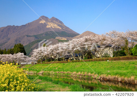 春天湯布院櫻花和玉符和油菜花 春天湯布院櫻花和玉符和油菜花 42207920