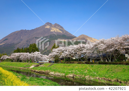 春天湯布院櫻花和玉符和油菜花 42207921
