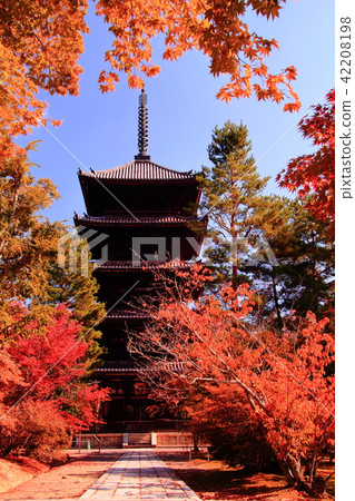 Ninna-ji Temple (Kyoto Sakyo-ku) Autumn leaves in the garden 42208198