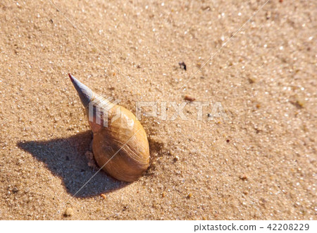 Snail shell on a sand close up 42208229