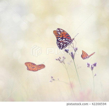 Gulf Fritillary butterflies 42208594