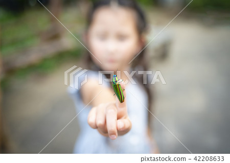 Tamamushi in hand 42208633