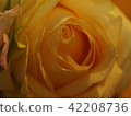 Rose   42208736