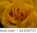 Rose   42208737