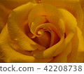 Rose   42208738