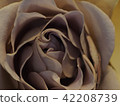 Rose   42208739