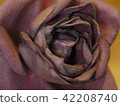 Rose   42208740