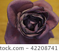 Rose   42208741