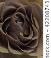 Rose   42208743