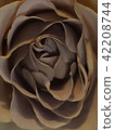 Rose   42208744