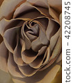 Rose   42208745