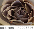 Rose   42208746